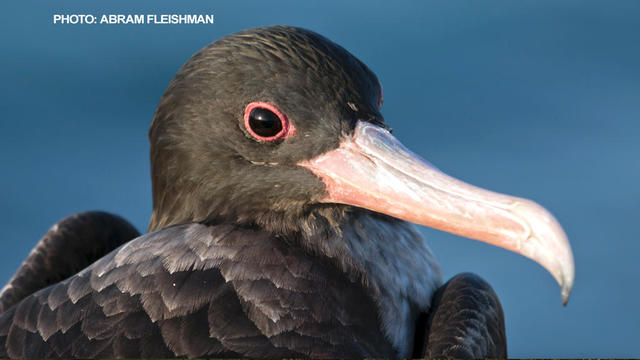 Great frigatebird 