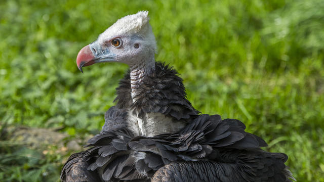 White-headed vulture. 