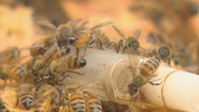 jeffco-bees-6pkg-frame-2388.jpg 
