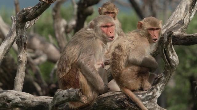 Rhesus macaques living on Monkey Island 