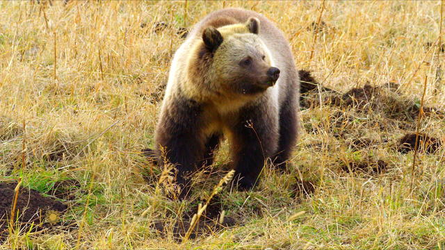 nature-bear-b-1920.jpg 