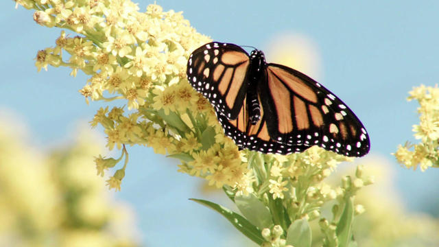 nature-monarch-1920.jpg 