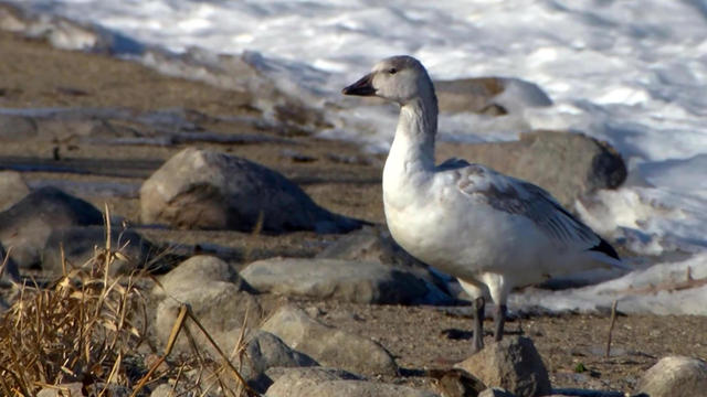 snow-geese-a-1920.jpg 