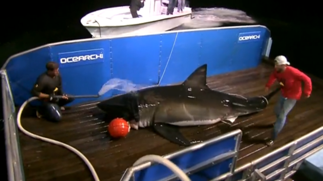 Great White Sharks seasonally gather off the coast of Guadalupe Island; divers dive inside cages off the boat Nautilus Explorer in order to safely swim with the sharks on September 15, 2016. 